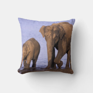 India, Nagarhole National Park. Asian elephant Cushion