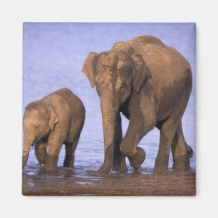 India, Nagarhole National Park. Asian elephant Magnet