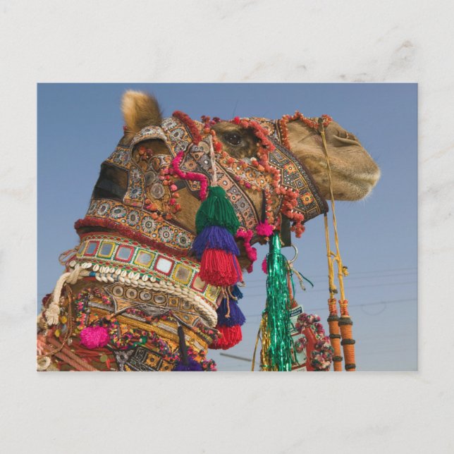 INDIA, Rajasthan, Pushkar: PUSHKAR CAMEL FAIR, Postcard (Front)