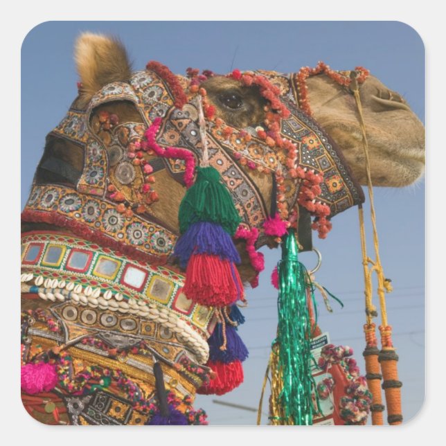 INDIA, Rajasthan, Pushkar: PUSHKAR CAMEL FAIR, Square Sticker (Front)