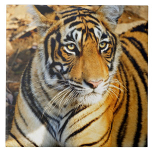 India, Sawai Madhopur, Ranthambore National Ceramic Tile