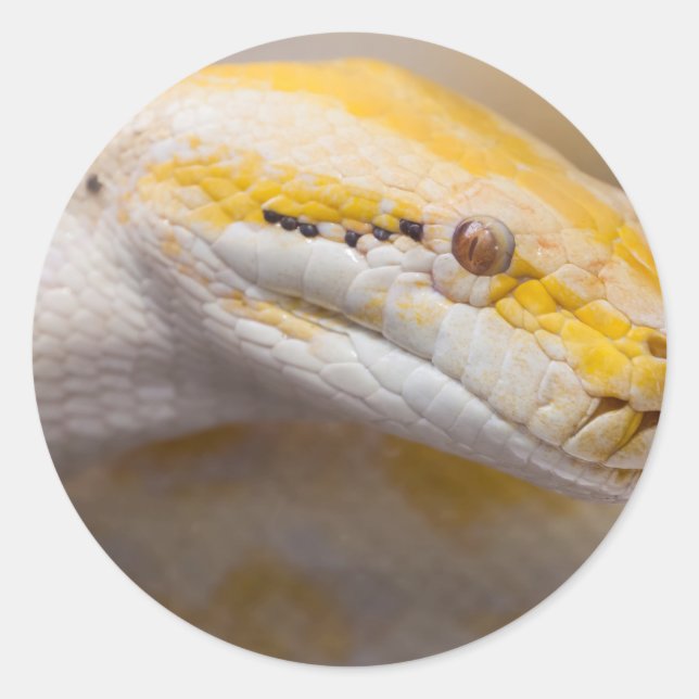 Indian Albino Python Ho Chi Minh City Zoo, Vietnam Classic Round Sticker (Front)