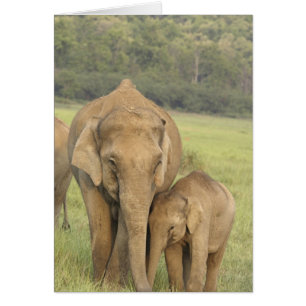 Indian / Asian Elephant and young one,Corbett