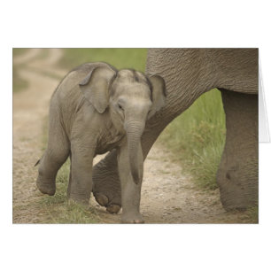 Indian / Asian Elephant and young one,Corbett 2