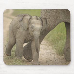 Indian / Asian Elephant and young one,Corbett 2 Mouse Pad