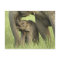 Indian / Asian Elephant and young one,Corbett 2