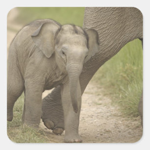 Indian / Asian Elephant and young one,Corbett 2 Square Sticker