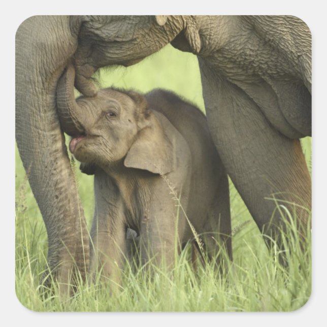 Indian / Asian Elephant and young one,Corbett 2 Square Sticker (Front)