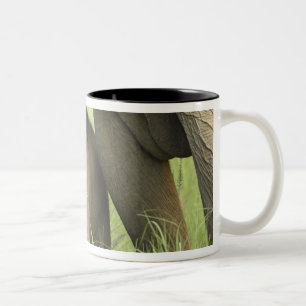 Indian / Asian Elephant and young one,Corbett 2 Two-Tone Coffee Mug