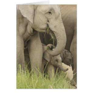 Indian / Asian Elephant and young one,Corbett 3