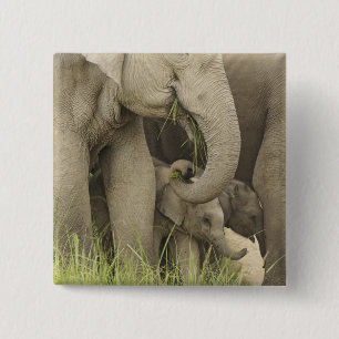 Indian / Asian Elephant and young one,Corbett 3 15 Cm Square Badge
