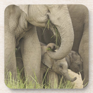 Indian / Asian Elephant and young one,Corbett 3 Coaster
