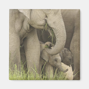 Indian / Asian Elephant and young one,Corbett 3 Magnet