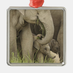 Indian / Asian Elephant and young one,Corbett 3 Metal Ornament