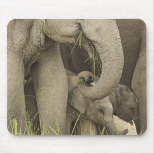 Indian / Asian Elephant and young one,Corbett 3 Mouse Pad