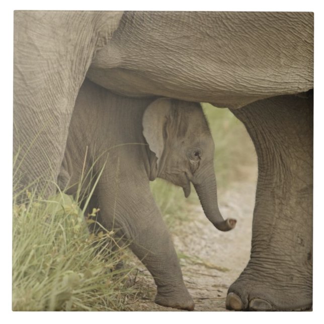 Indian / Asian Elephant and young one,Corbett Ceramic Tile (Front)