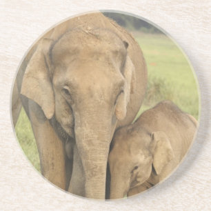 Indian / Asian Elephant and young one,Corbett Coaster