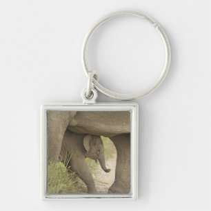 Indian / Asian Elephant and young one,Corbett Key Ring