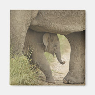 Indian / Asian Elephant and young one,Corbett Magnet
