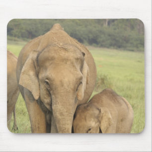 Indian / Asian Elephant and young one,Corbett Mouse Pad