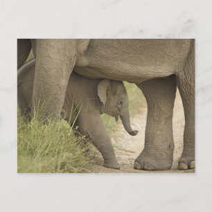 Indian / Asian Elephant and young one,Corbett Postcard