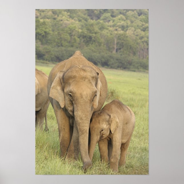 Indian / Asian Elephant and young one,Corbett Poster (Front)
