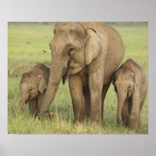 Indian / Asian Elephant and young ones,Corbett Poster