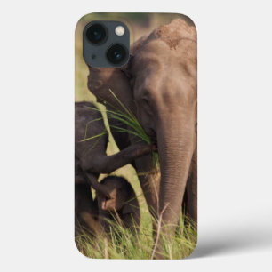 Indian Asian Elephant family in the savannah iPhone 13 Case