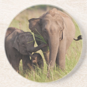 Indian Asian Elephant Family in the Savannah Coaster