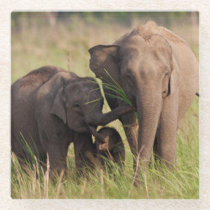 Indian Asian Elephant Family in the Savannah Glass Coaster