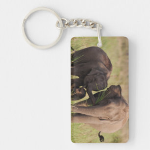 Indian Asian Elephant Family in the Savannah Key Ring