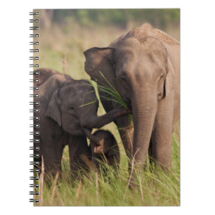 Indian Asian Elephant Family in the Savannah Notebook