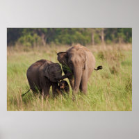 Indian Asian Elephant Family in the Savannah