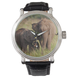 Indian Asian Elephant Family in the Savannah Watch