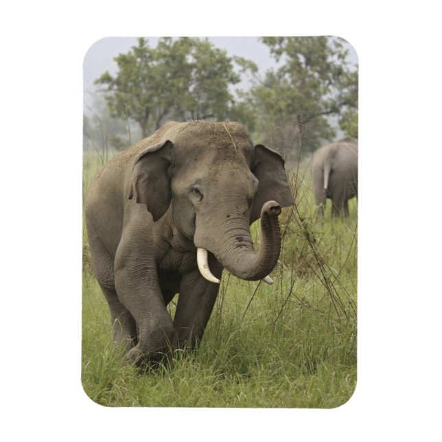 Indian Asian Elephant Greeting Magnet (Vertical)