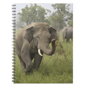 Indian Asian Elephant Greeting Notebook