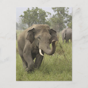 Indian Asian Elephant Greeting Postcard