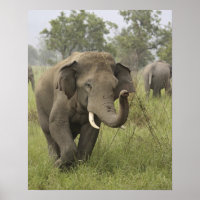 Indian Asian Elephant Greeting