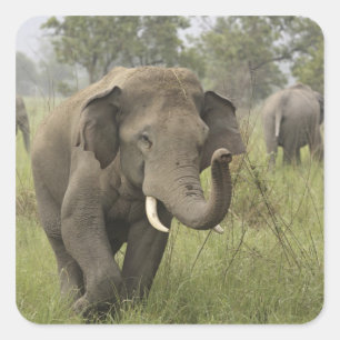 Indian Asian Elephant Greeting Square Sticker