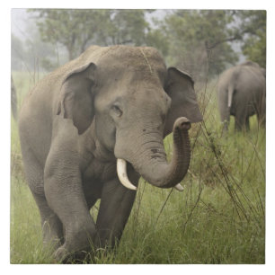 Indian Asian Elephant Greeting Tile