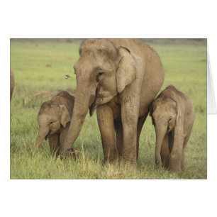 Indian Asian Elephant & Young Ones