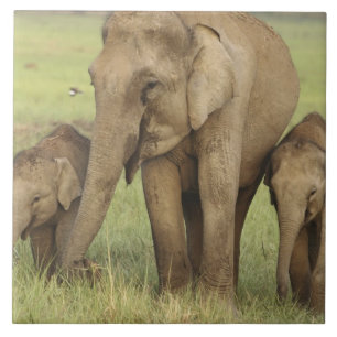 Indian Asian Elephant & Young Ones Ceramic Tile