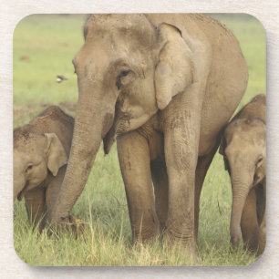 Indian Asian Elephant & Young Ones Coaster