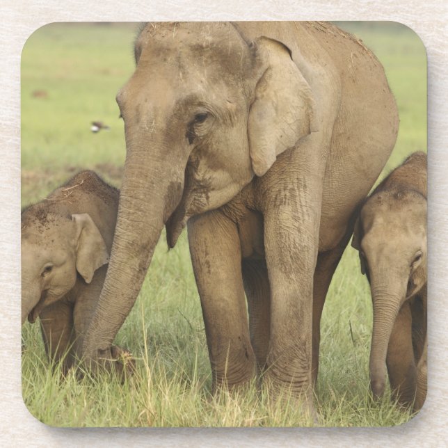 Indian Asian Elephant & Young Ones Coaster (Front)