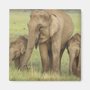 Indian Asian Elephant & Young Ones Magnet