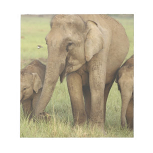 Indian Asian Elephant & Young Ones Notepad