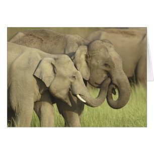 Indian Asian Elephants