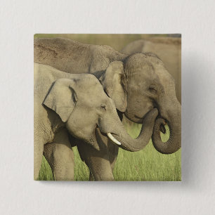 Indian Asian Elephants 15 Cm Square Badge