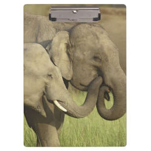 Indian Asian Elephants Clipboard