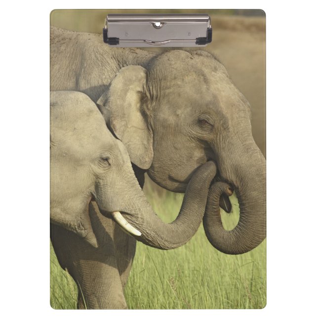 Indian Asian Elephants Clipboard (Front)